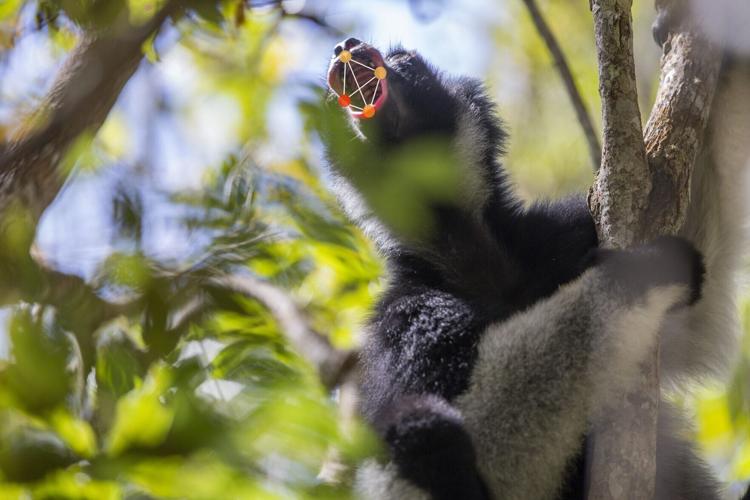 World’s only singing lemur uses opera singer’s trick to belt out forest songs