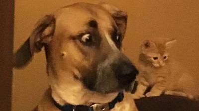 Tim Rowden's dog, Tucker, and kitten, Ernie.