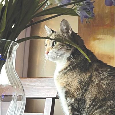 Pet Spot: Kali the cat enjoys her spot by the window