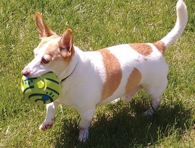 Pet Spot: Hank remembered as feisty pet