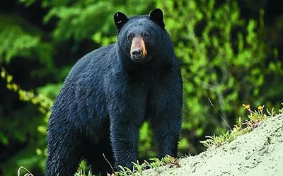 black bear