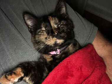 Sal Nigro's cat, Marley Joy