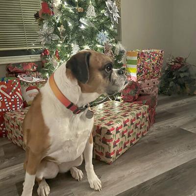 Pet Spot: DaisyMae the boxer friendly to all