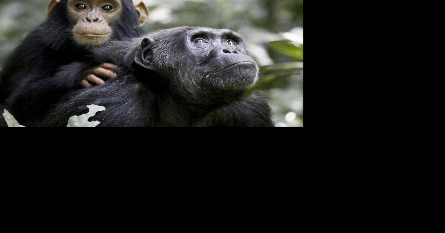 Scientists find out why chimpanzees kill their neighbors