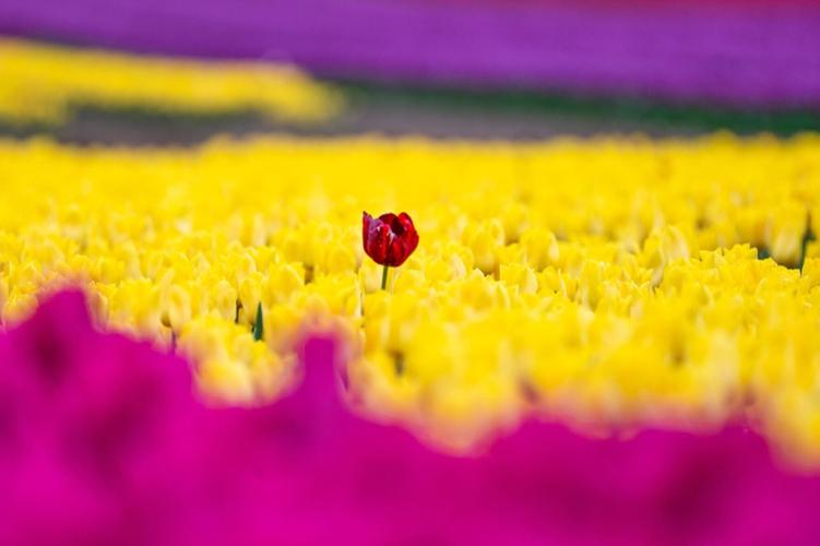 nine-million-tu–1532744