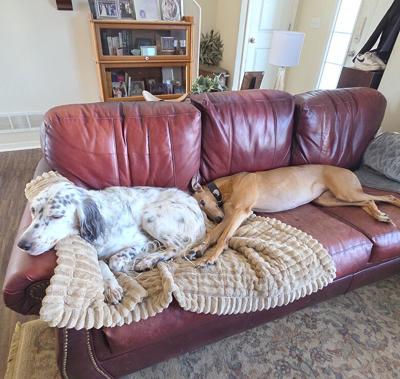 Pet Spot: Pepper calm, Mabel weird, owner says