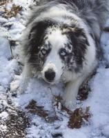 Pet spot: Emmy enjoys snow, going on rides