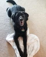 Pet spot: Lucy is sweet, but not the smartest dog