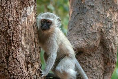 Vervet monkeys