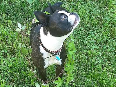 Philo, a Boston terrier, got tangled up in some Virginia creeper while owner Stephanie Philo was weeding outside their Hillsboro home.