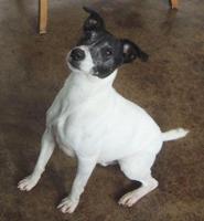 Pet spot – Open Door Animal Sanctuary seeks home for Tiny