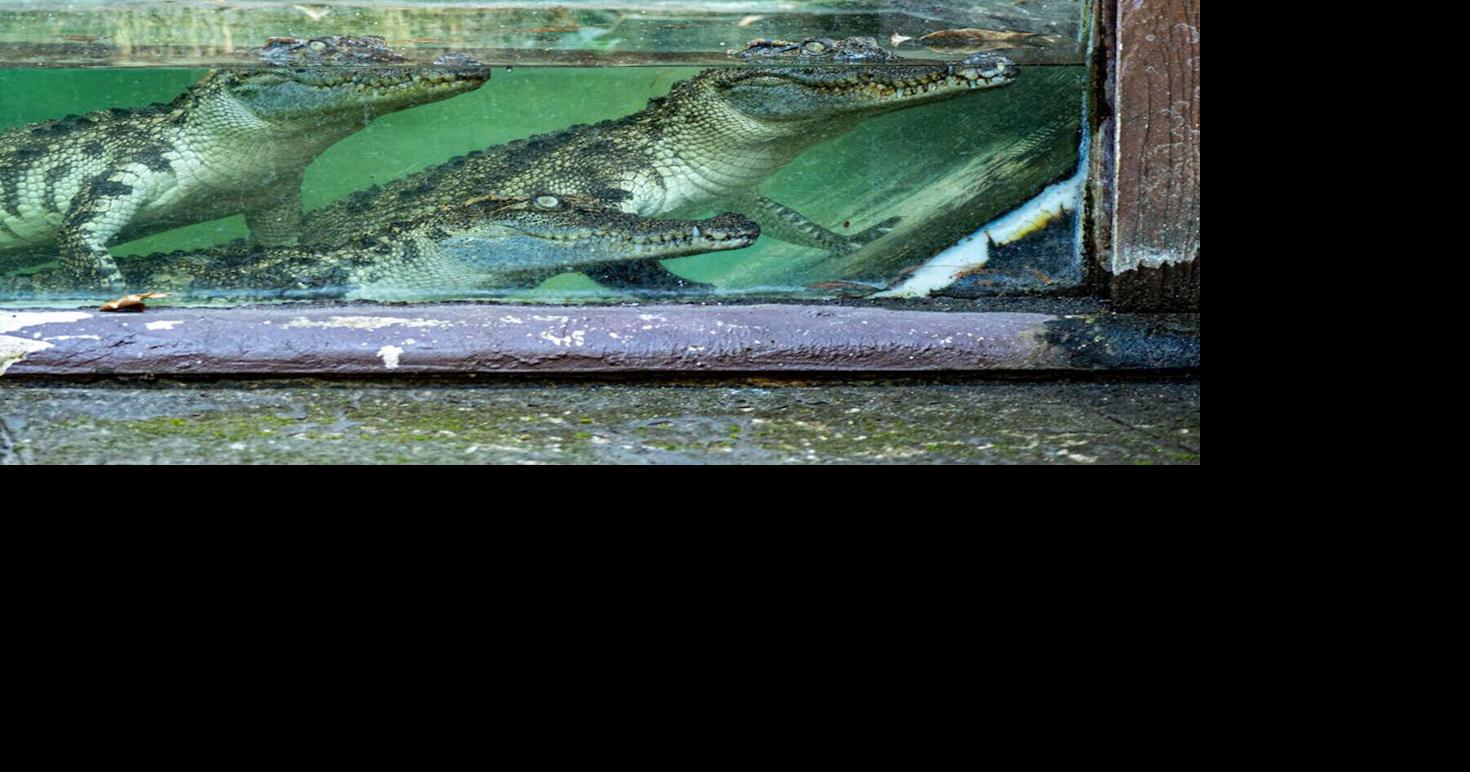 Research reveals saltwater crocodiles swam thousands of miles to survive