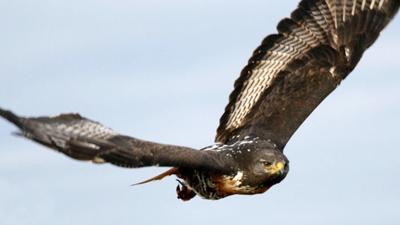 raptor.jpg