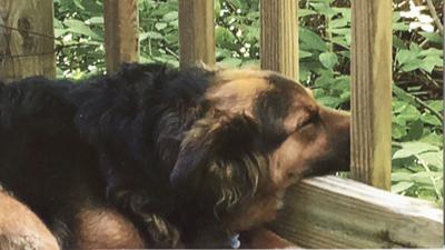 Renee Pyatt of Eureka says her dog, Holly, loves the family's cabin in Marquand.