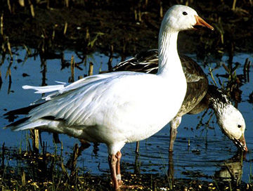 snow goose