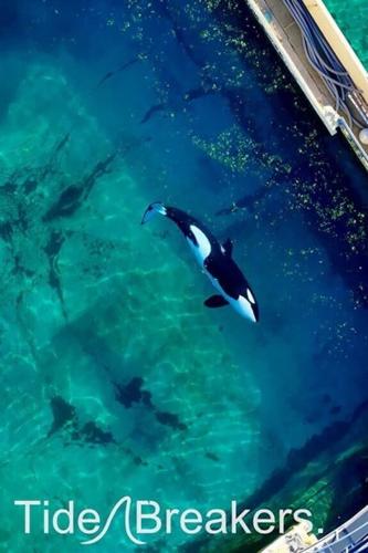 William Shatner joins mission to rescue captive orcas from French marine park