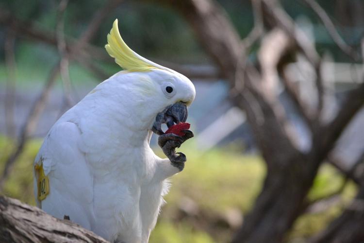 Wild parrots quickly learn to eat new foods by copying their friends, shows study