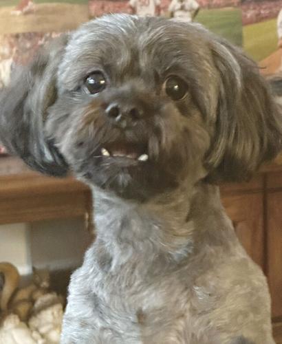 Pet Spot: Wilson likes to toss toys