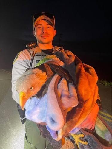 cooper deputy with bald eagle.jpg