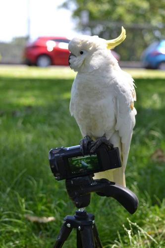 Wild parrots quickly learn to eat new foods by copying their friends, shows study