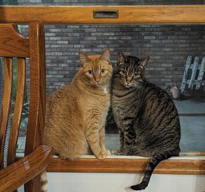 Pet Spot: Huskey family cats were inseparable