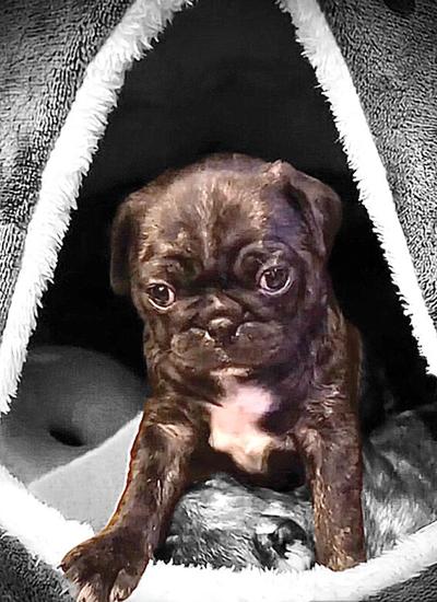 Pet Spot: Owner describes pug Gus as ‘crabby old man’