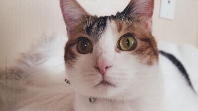2-26-19 pet spot