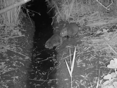 beaverkits_featured