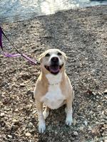 Pet spot: Millie enjoys walks, but not swims