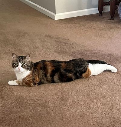 Pet Spot: Callie the cat likes playing with toys
