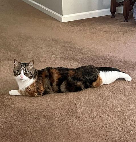 Pet Spot: Callie the cat likes playing with toys