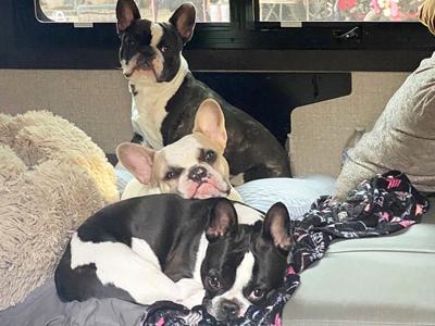 From top to bottom, Stella, 4 ½, Tater Tot, about 1, and Johnny Cash, 2.