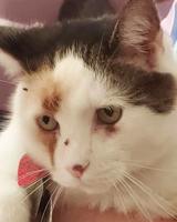 Pet spot: Patches the cat prefers the outdoors