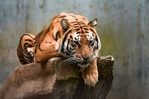 Jelita the tigress after the deaths of both her cubs