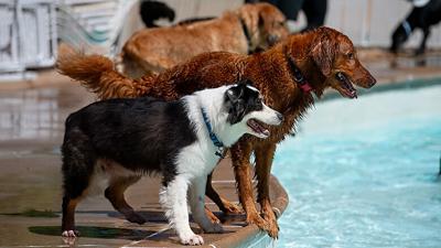 Several dogs wait by the pool at the 2024 Pooch Plunge.