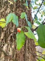 OUTDOORS: Popular ground landscape plant kills big trees