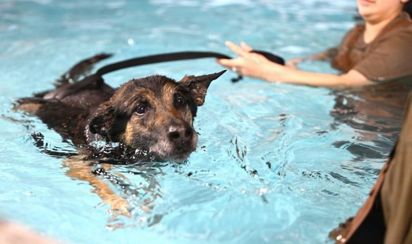 RAFM MWDs perform first water-confidence training in tri-base, UK