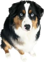 Pet spot: Jax is sweet but mischievous