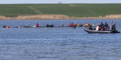 Two entrepreneurs are financing the latest bid to rescue a whale stranded off the German coast