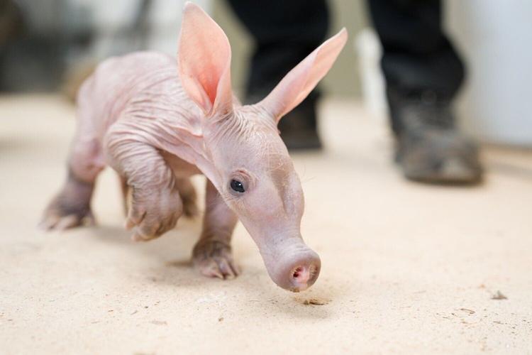 Zookeepers step in to help raise baby aardvark by bottle-feeding it milk