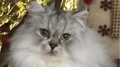 Pet spot: Persian cat Frosty demands attention