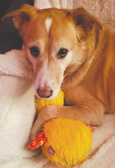 Pet Spot: Sunny loved her ducky toy