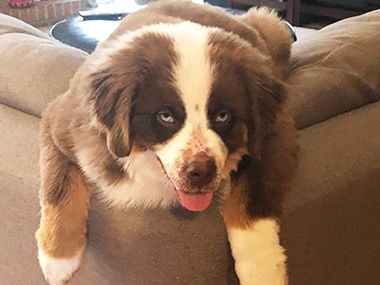 Leslee Brown sent in this photo of Benson, a 5-month old Australian shepherd, taken in April at their Imperial home.