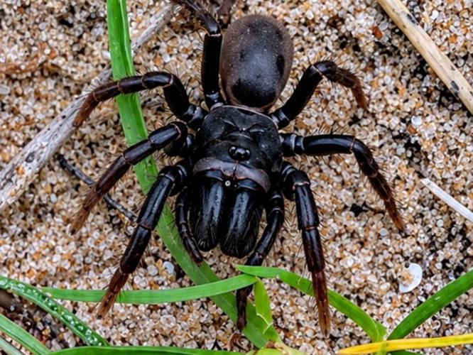 spiderz_featured