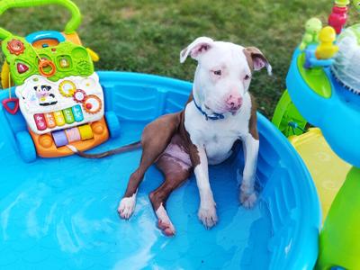 Kasandra Harmon of De Soto sent in this photo of her red-nose pitbull, Zeus.