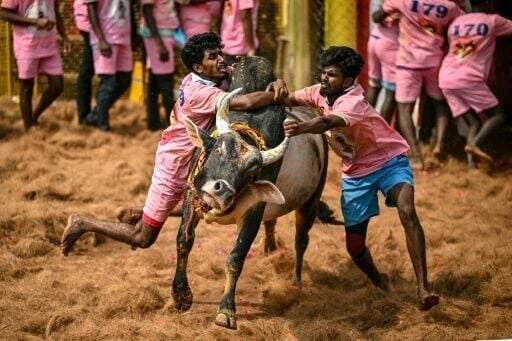 Critics of jallikattu say organisers feed bulls alcohol or throw chilli powder into their eyes to provoke panic