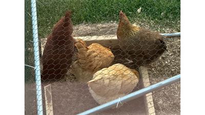 A few of Shellie Tippet’s chickens, known as the BootlEGGers.