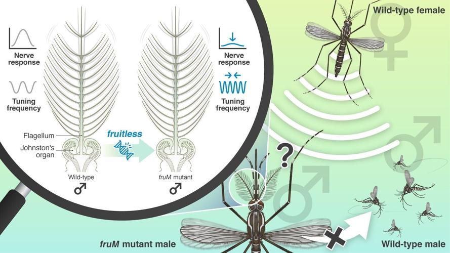 Mosquito populations could be decimated by preventing them from seeking out mates