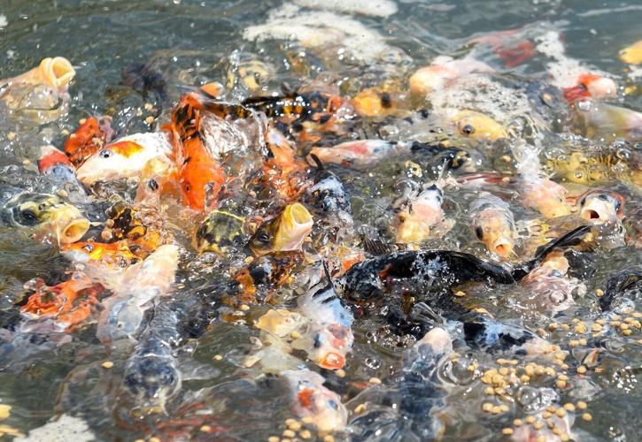 Multi-colored goldfish swim up to the surface for food