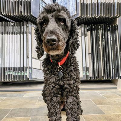Visitors to Kelly's Flooring, 2311 Little Antire Road, in High Ridge are sometimes greeted by Noodles, the family's dog.